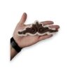 DECO258 - Imagen 3